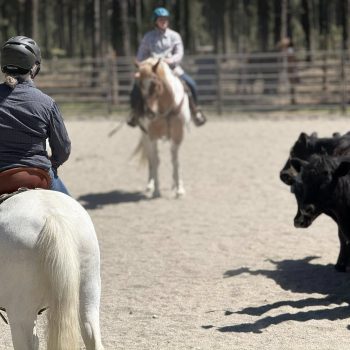 JT Ranch Horse Riding Training