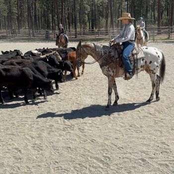 JT Ranch Horse Herding Training